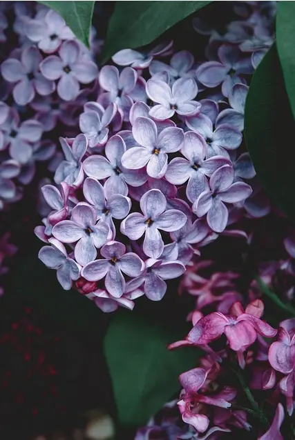 bouquet de fleurs